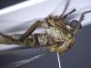 Empis sp.